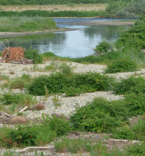 Siccità, Gattinara chiede il riconoscimento dello stato di calamità naturale