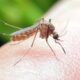 Il Comune di Borgosesia avvia il piano di prevenzione zanzare