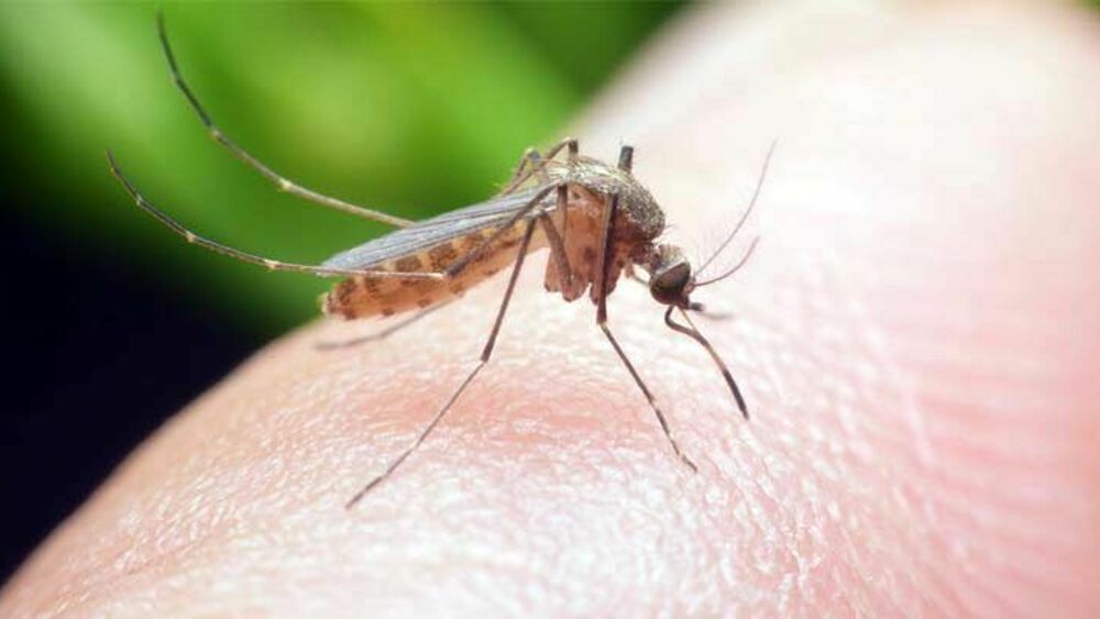 Il Comune di Borgosesia avvia il piano di prevenzione zanzare