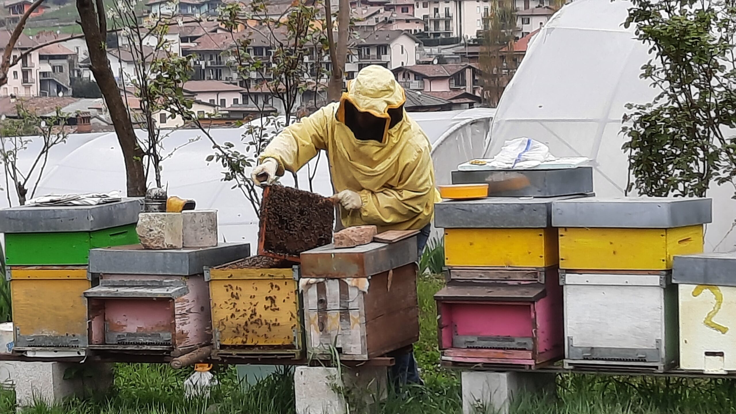 Nuovo registro dei trattamenti sugli alveari per maggiore garanzia di salubrità del miele