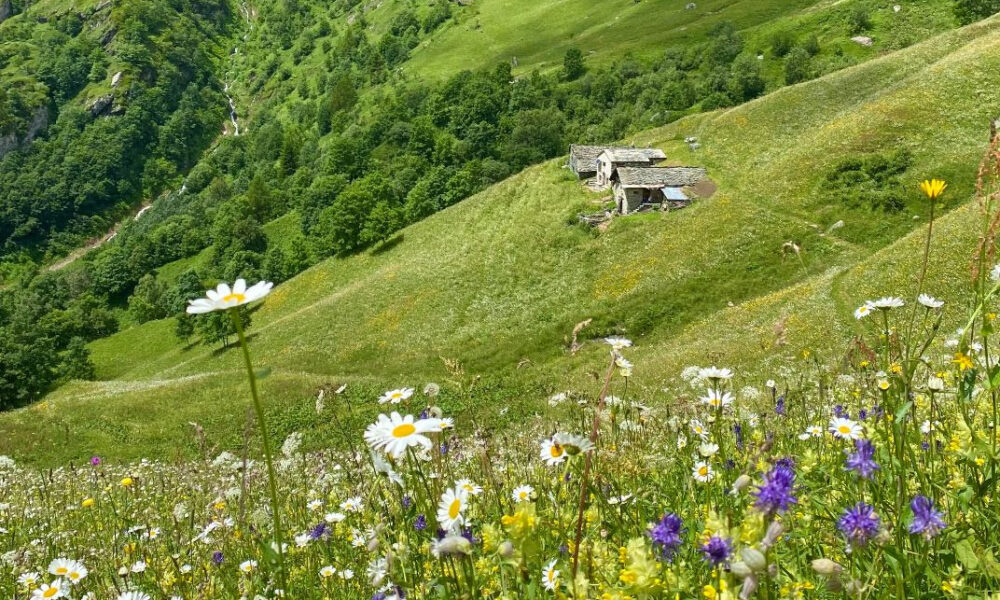 I Mille Anni della Val d’Otro: sabato 31 maggio la Festa delle Erbe