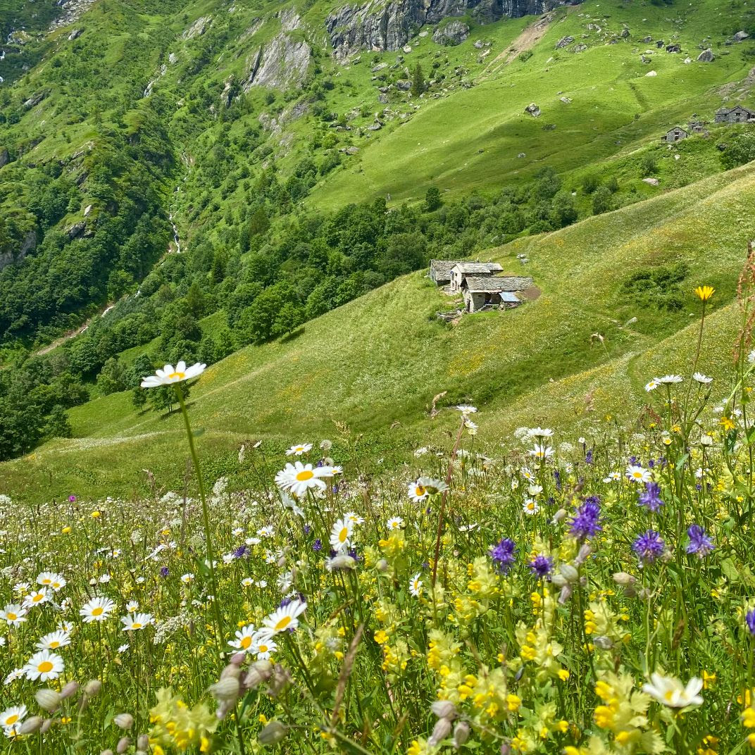 I Mille Anni della Val d’Otro: sabato 31 maggio la Festa delle Erbe