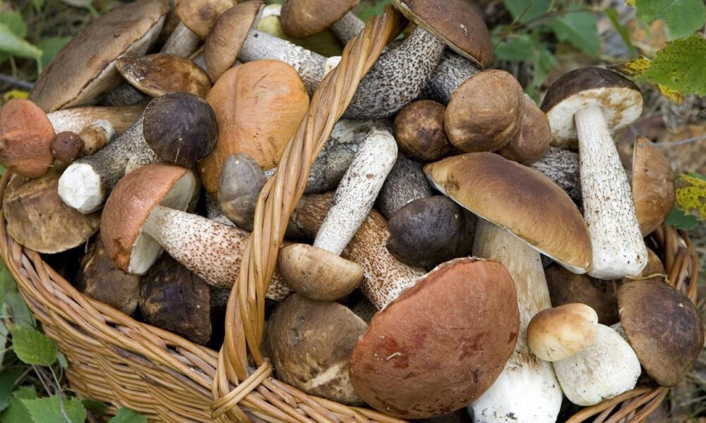Un vademecum per i raccoglitori di funghi