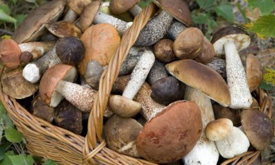 Un vademecum per i raccoglitori di funghi