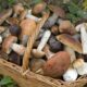 Un vademecum per i raccoglitori di funghi