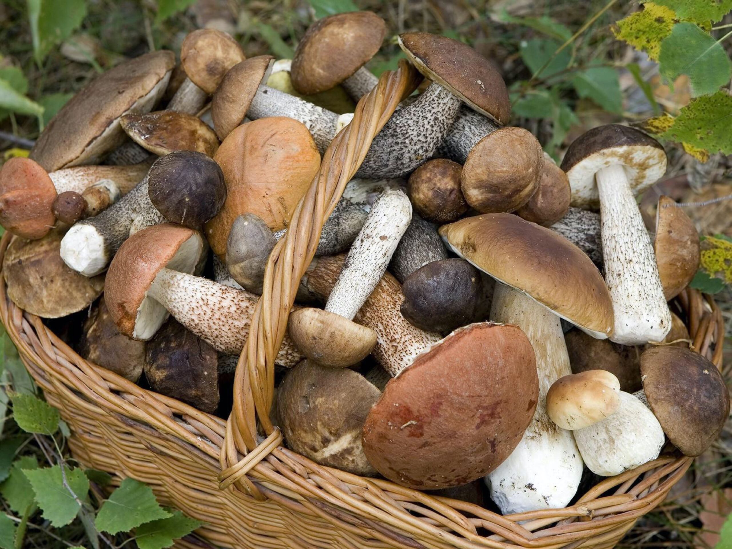 Un vademecum per i raccoglitori di funghi