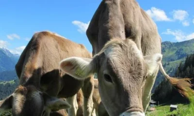Varallo, il 12 agosto il Servizio veterinario propone un incontro con gli allevatori