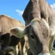 Varallo, il 12 agosto il Servizio veterinario propone un incontro con gli allevatori