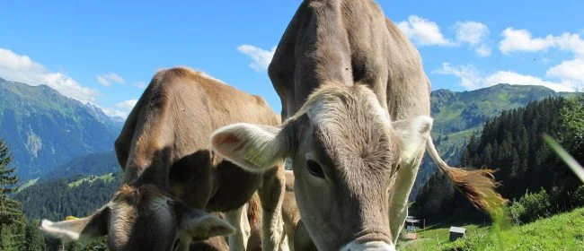 Varallo, il 12 agosto il Servizio veterinario propone un incontro con gli allevatori