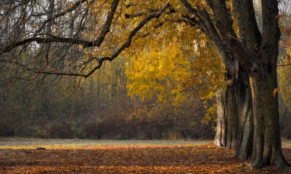 Bosco in autunno (© Pixabay- Peggychoucair)