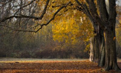 Bosco in autunno (© Pixabay- Peggychoucair)