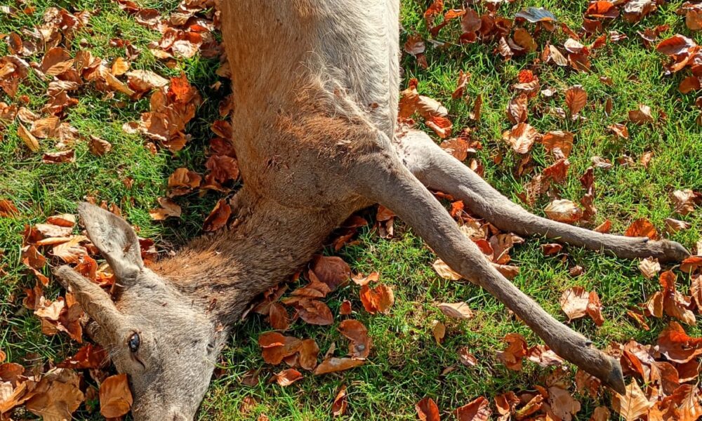 Roberto Sacchi: «Stop al bracconaggio: cacciatori e residenti ci aiutino a contrastarlo»