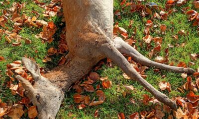 Roberto Sacchi: «Stop al bracconaggio: cacciatori e residenti ci aiutino a contrastarlo»