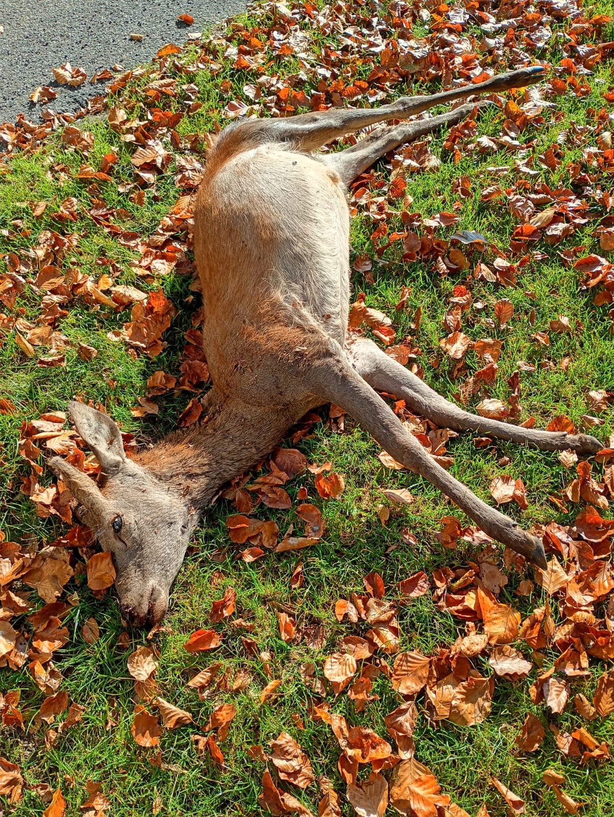 Roberto Sacchi: «Stop al bracconaggio: cacciatori e residenti ci aiutino a contrastarlo»