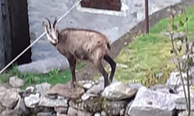 Un ospite discreto tra le case di Valbella