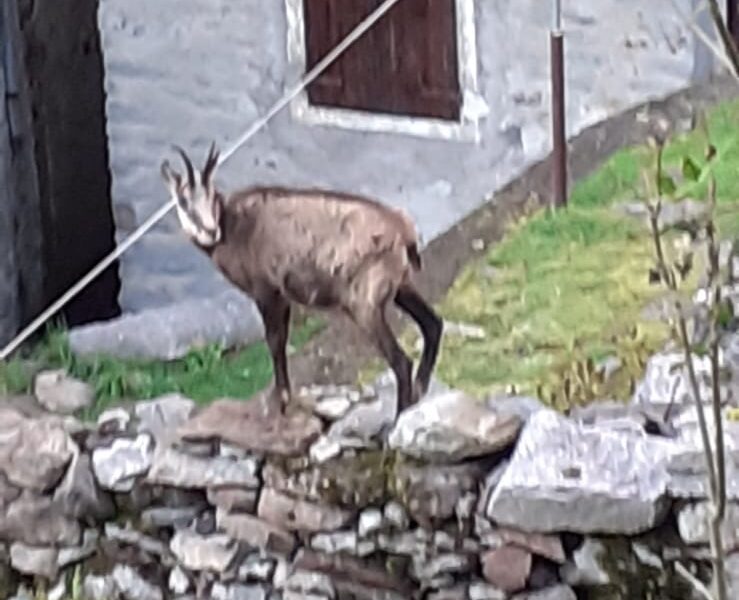 Un ospite discreto tra le case di Valbella