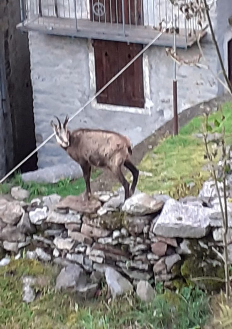 Un ospite discreto tra le case di Valbella