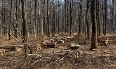 Trenta nuovi impianti termici a biomassa nelle valli del Piemonte