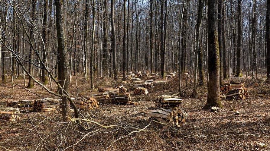 Trenta nuovi impianti termici a biomassa nelle valli del Piemonte