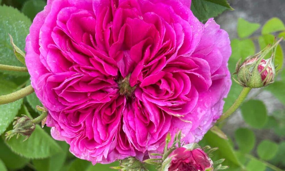 Enrico Covolo presenterà a varallo una delle sue “passioni”: le rose antiche