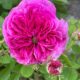 Enrico Covolo presenterà a varallo una delle sue “passioni”: le rose antiche