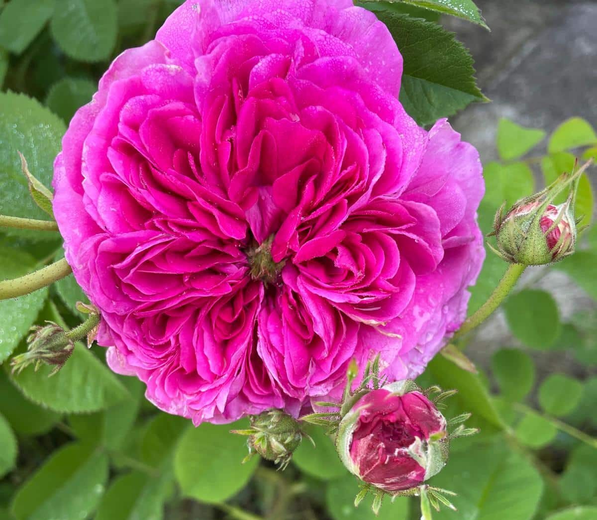 Enrico Covolo presenterà a varallo una delle sue “passioni”: le rose antiche