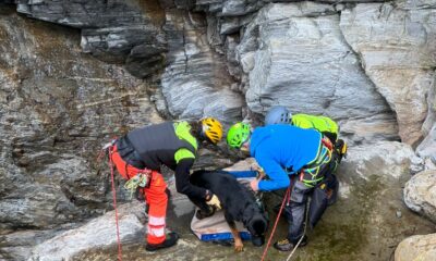 Ritrovato e riconsegnato alla padrona il cane disperso da giorni
