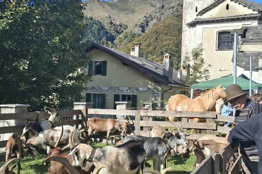 Fiere agricole valsesiane, dal 2027 nel calendario regionale